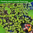 thumbnail image 4 of anillos flotantes de espuma para plantas de acuario, anillos de alimentación para peces, color canela., 4 of 5