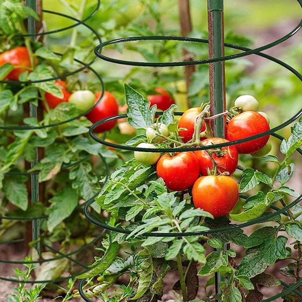 2 Sets Plant Support Potted Trellis Plants Tomato Vine Indoor Holder Garden for Climbing Metal