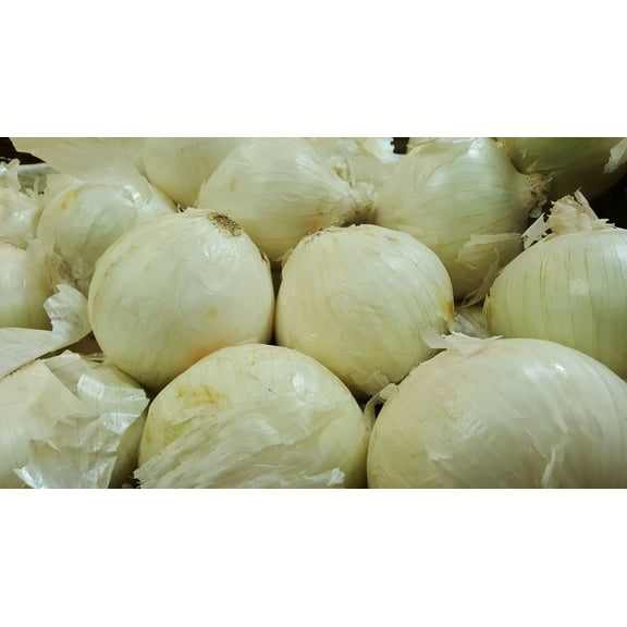 Sweet White Spanish Onion Seeds/Annual/Full Fun/125 Seeds 1/2 Gram/ Zellajake Farm and Garden - B106