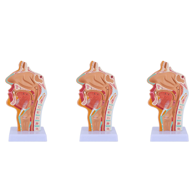 3X Nasal Cavity Throat Anatomy Model Human Anatomical Pharynx Larynx Model for Students Study Display Teaching