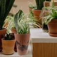 thumbnail image 3 of HEALEEP Indoor Vegetable Planter Plastic Coffee Round Household Plants 1Pack, 3 of 7