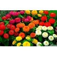 thumbnail image 1 of shiyou-- 100+ Zinnia Liliput Dwarf - Flower Mix, 1 of 4