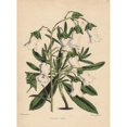 thumbnail image 2 of White Bellflower, Campanula Vidalii Poster Print By ® Florilegius Mary Evans (18 X 24), 2 of 4