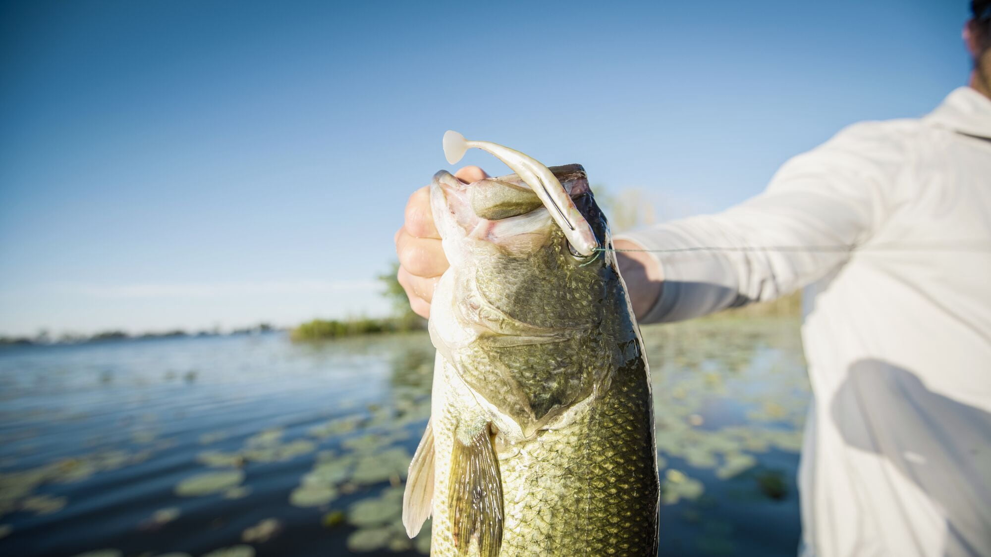 Berkley PowerBait® Grass Pig, 5 in, Fishing Swimbaits - Paddle Tail, Natural Shad