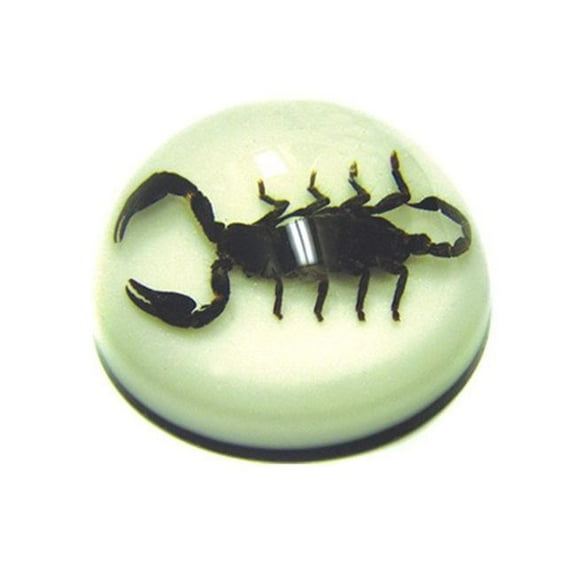 Ed Speldy East SS203 Real Bug Terrain-Terrain-Small-Black Scorpion on white Background