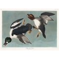 thumbnail image 3 of Audubon, John James 24x18 Black Modern Framed Museum Art Print Titled - Golden-eye Duck, 3 of 5