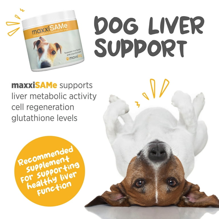 is glutathione good for dogs A Vet's Guide To Elevated Liver Enzymes In Dogs