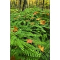 thumbnail image 2 of Rotenberg, Nancy 11x14 Gold Ornate Wood Framed with Double Matting Museum Art Print Titled - USA, Michigan Maiden hair fern in forest, 2 of 4