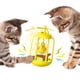 thumbnail image 2 of Juguete giratorio para gatos, juguete interactivo con sonido para gatos, juego de juego, jaula para pájaros, accesorios para mascotas Amarillo, 2 of 8