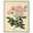 Silver Frame, variant on French Rose Canvas Vintage Botanical by Art Remedy, Black Frame, 24 x 30