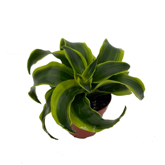 Tornado Dragon Tree 4" pot - Dracaena -