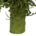 thumbnail image 2 of Vickerman 22 x 7" avg Basil Olympia Seed Pod, 1 piece, Dried, 2 of 4