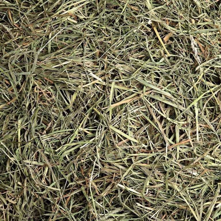 Small Pet Select 3rd Cutting Super Soft Timothy Hay, 10lbs photo 5