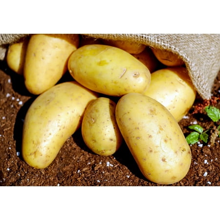 TomorrowSeeds - Yukon Gold Seed Potatoes USDA Certified For Growers Tuber Yellow Skin New Potato Garden Growing Planting Vegetable Seed 2025 - 1 Pound