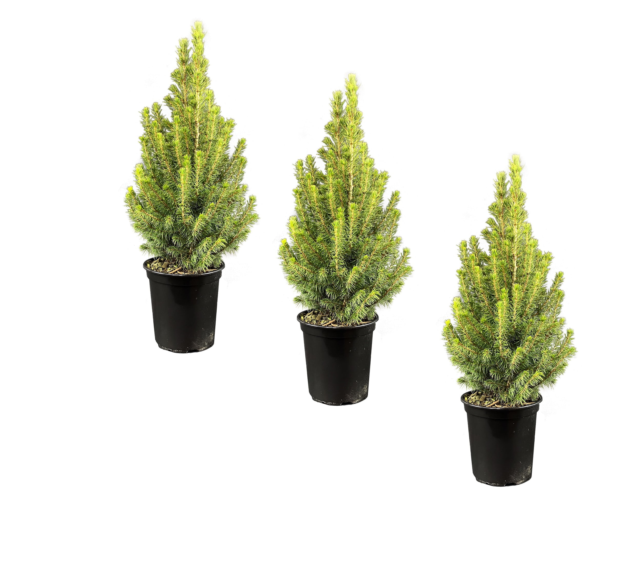 4" Alberta Evergreen Spruce Tree 3 Pack