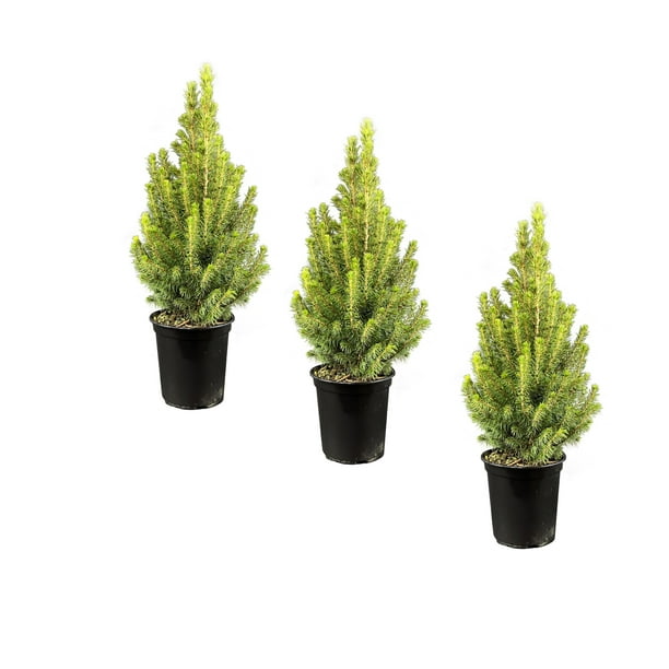 4" Alberta Evergreen Spruce Tree 3 Pack