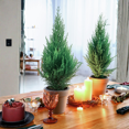 thumbnail image 5 of Cypress Live Tree, 9 - 11'' Tall, Vibrant Green Foliage, Cypress Tree Plant Live in 4 Inches Pot, Ideal for Winter Indoor Decoration, 5 of 5