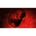 thumbnail image 2 of Human fetus inside amniotic sac Poster Print, 2 of 2