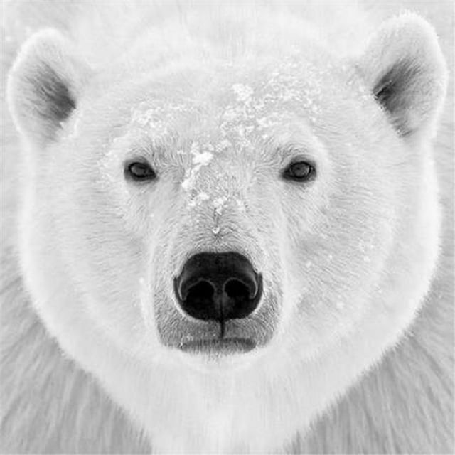 Image Conscious PDXP935DLARGE Polar Bear Poster Print by Photoinc Studio, 24 x 24 - Large