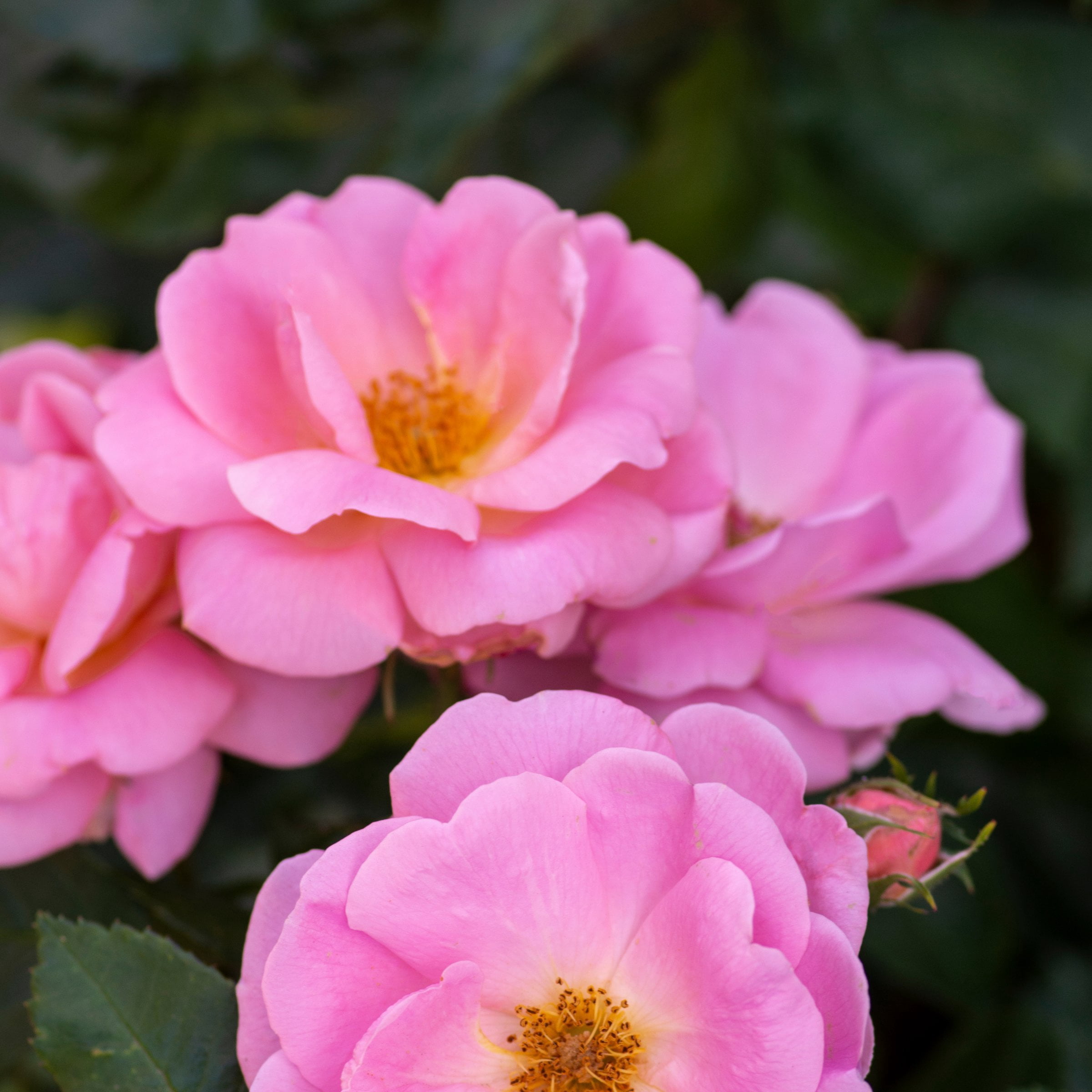 National Plant Network 1 gal. Rose Knockout Peachy