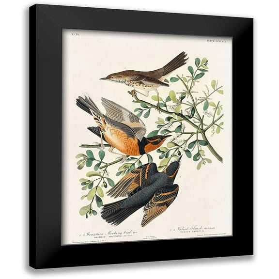 Audubon, John James 12x14 Black Modern Framed Museum Art Print Titled - Mountain Mocking bird and Varied Thrush