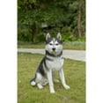 thumbnail image 2 of 20" Sitting Siberian Husky Outdoor Garden Statue, 2 of 4