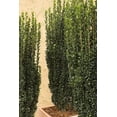 thumbnail image 3 of Sky Pencil Japanese Holly - 1 Large 3 Gallon Plants - Low Maintenance Formal Evergreen Ilex Hedge, 3 of 6