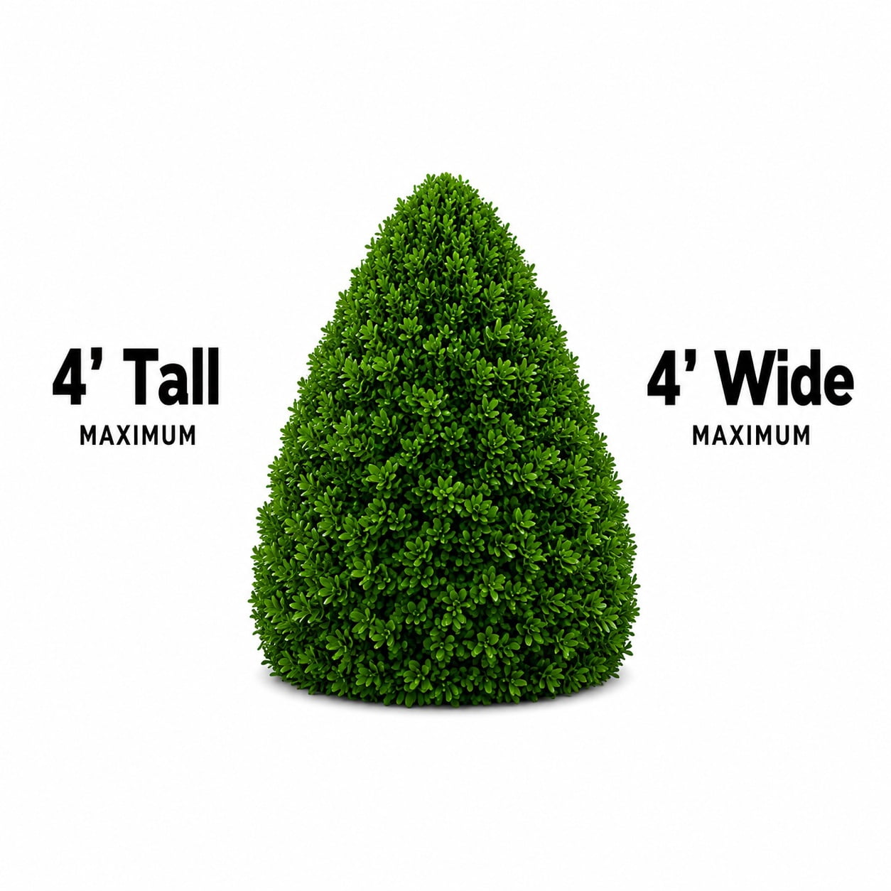 Thuja Little Giant Arborvitae Evergreen Live Shrub in 3-Gallon Grower Pot