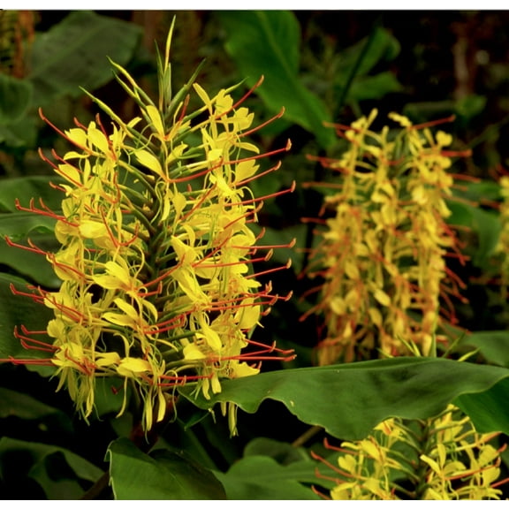 Live 2" Kahili Yellow Ginger Root Rhizome Plant Bulb Hawaiian Hedychium Gardnerianum (1 Count) Partial Sun
