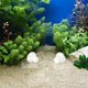 thumbnail image 1 of BESTYASH Plataforma Para Tortoises Transparente Con Ventosas Para Peceras Y Terrarios, 1 of 7