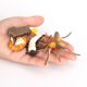 thumbnail image 4 of Tholdsy 1 juego de modelos de mosquitos, modelo de animal pequeño, juguete de insecto para la escuela y el hogar Juguetes Educativos Tholdsy FN010058-00, 4 of 6