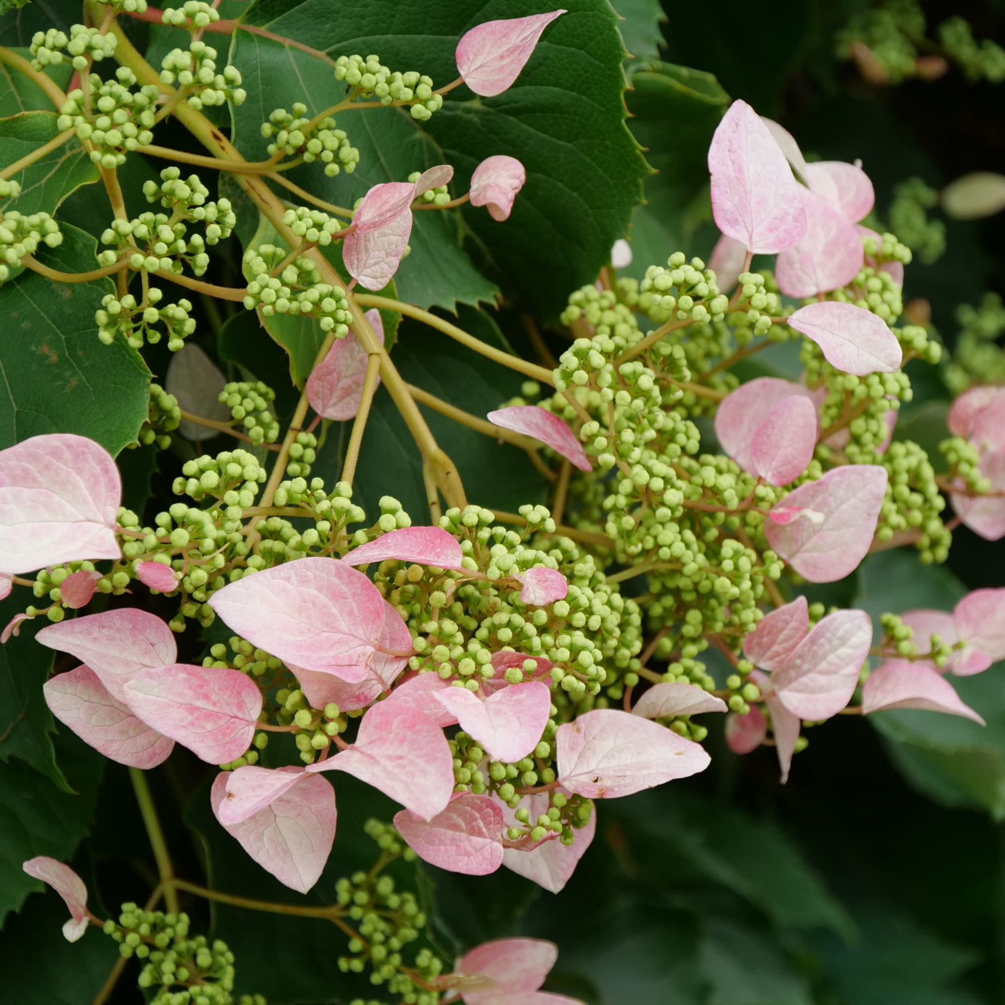 Proven Winners ColorChoice 5" Pink Rose Sensation False Hydrangea-Vine Live Plant in 4.5" Pot (4 Count)