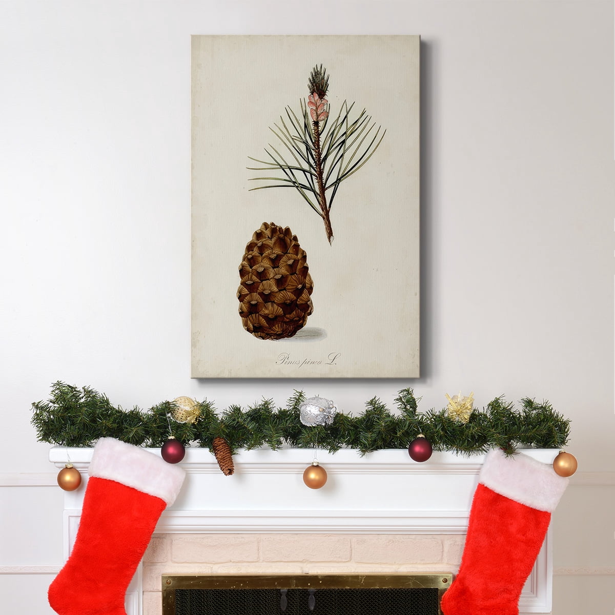 Antique Tree Study V- Gallery Wrapped Canvas