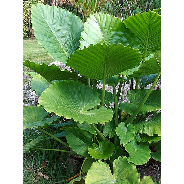 Giant Upright Elephant Ear -1 Bulb 11/13 cm - Alocasia odora - Walmart