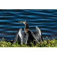 thumbnail image 2 of Haddad, Sheila 18x13 Black Ornate Wood Framed with Double Matting Museum Art Print Titled - A male Anhinga-drying with wings open-mating season-the eye is ringed green/blue, 2 of 4