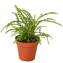 Lemon Button Fern Live Plant for Indoor | Different Houseplants in 4'' & 6'' Pot | Real House Plant for Living Room, Office, Desk & Bathroom | Duffii Nephrolepis cordifolia