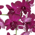 thumbnail image 2 of 70 Purple Sabine Orchid Flowers- Beautiful Fresh Cut Flowers- Express Delivery, 2 of 4