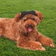 thumbnail image 3 of Gorro para perro, gorra de béisbol para mascotas/gorra deportiva para perros/gorra con visera con orificios para las orejas y correa para la barbilla para perros y gatos, MFZFUKR 220539-3, 3 of 8