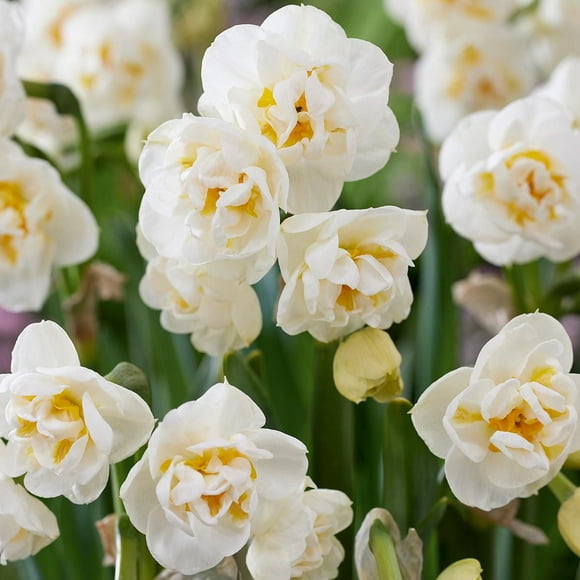 TASC Narcissus Flower Bulbs-Narcissus Double Bridal Crown(10 Bulbs)