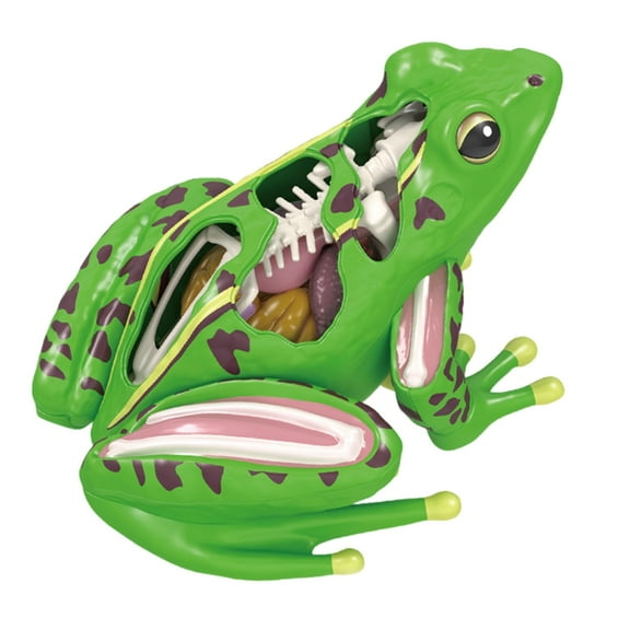 KUFptva 4D Frogs Anatomy Model Biology Puzzle Toy for Kids and Medicals Students Educational Toy Equipment