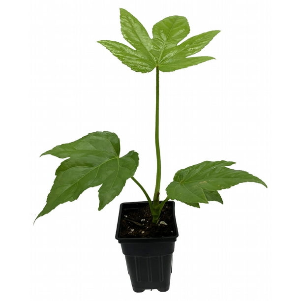 Fatsia Japonica Japanese Aralia Indoor House Plant 2.5