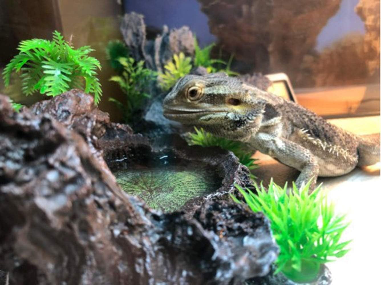 Reptile Tank Decor Resin Platform with Artificial Plants Water Dish Food Bowl Feeding Dish for Lizard Turtle Gecko Frog Snake Amphibian Crawling Platform