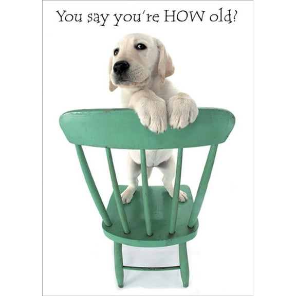 RSVP White Lab Puppy on Green Chair Funny / Humorous Dog Birthday Card