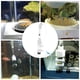 thumbnail image 5 of de huevos de peces de cíclidos de acuario, de boca para, 5 of 9
