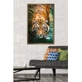 thumbnail image 3 of Tigre - Eau, 3 of 4