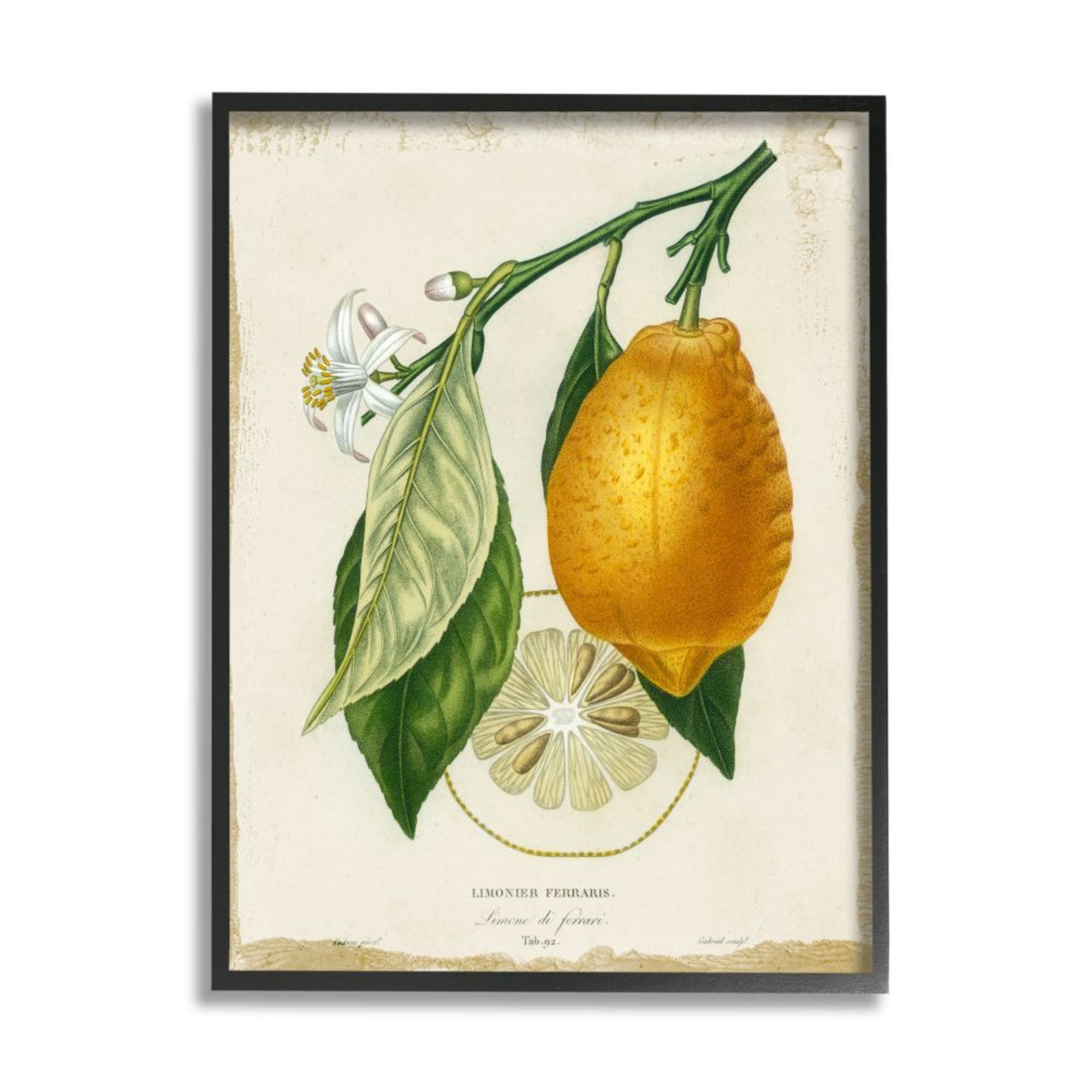 Stupell Industries Traditional Citrus Illustration French Lemon Branch ...