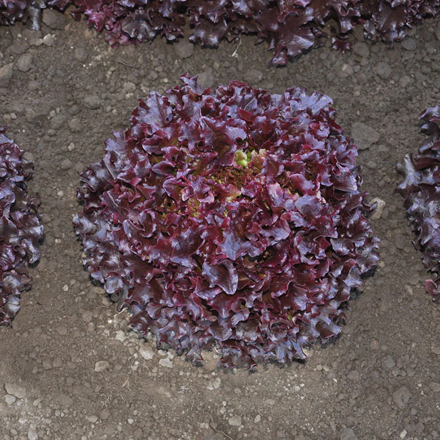 Lettuce Seeds Brentwood Mto Organic Pelleted Variety Lettuce Seeds