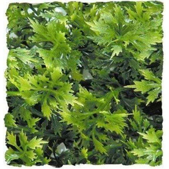 Zoo Med Natural Bushy Asutralian Maple - 1 count