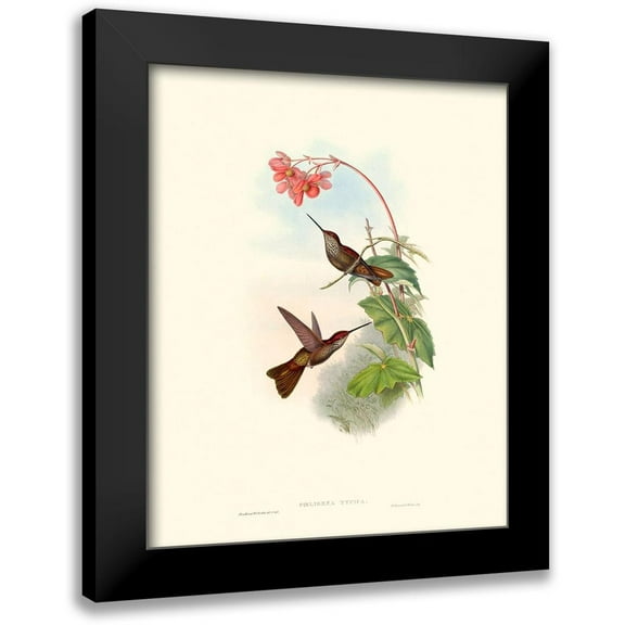 Gould, John 12x14 Black Modern Framed Museum Art Print Titled - Hummingbird Delight XI