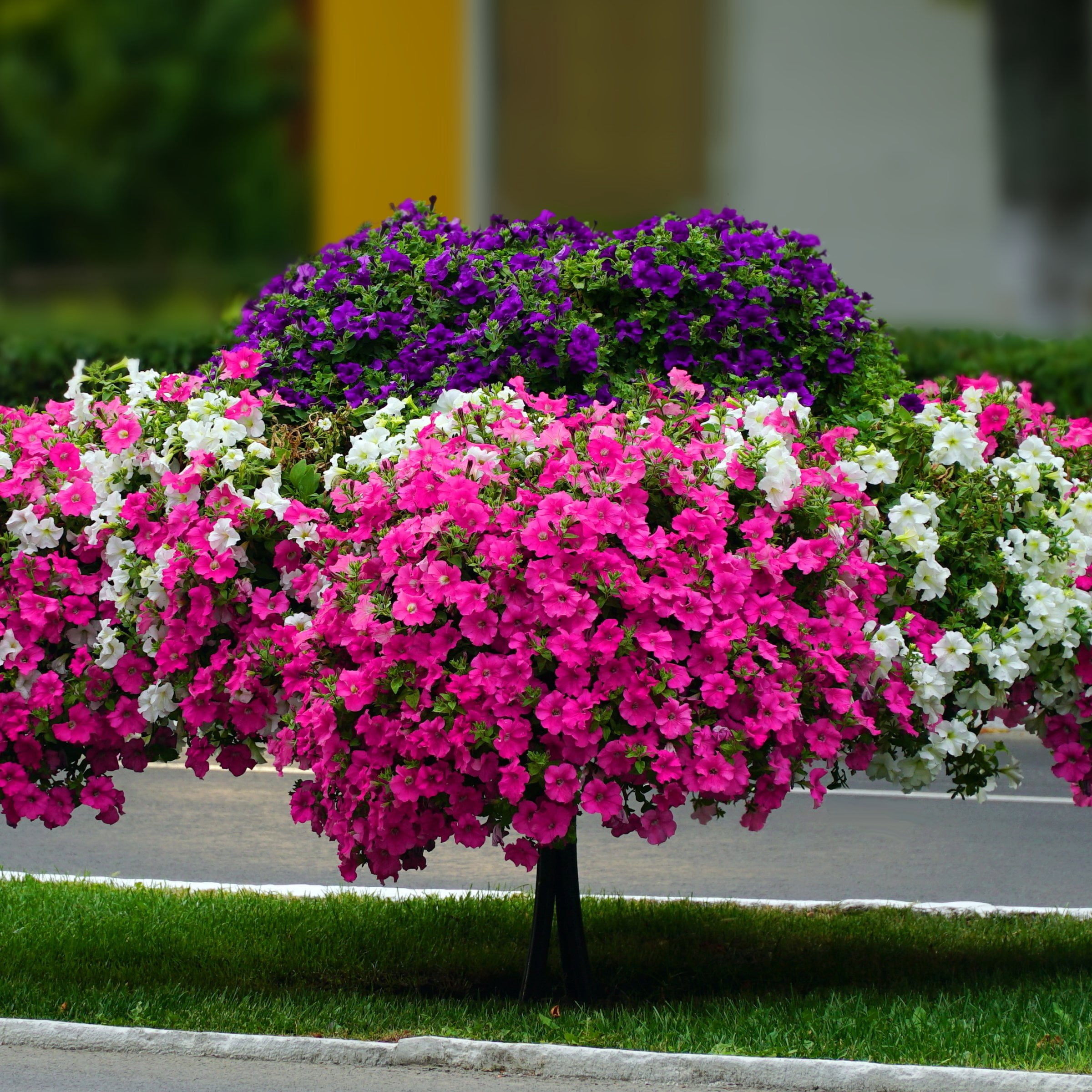 2.5 in. Petunia Easy Wave Navy Velour Petunia Live Annual Plant with Purple Flowers (6-Pack)